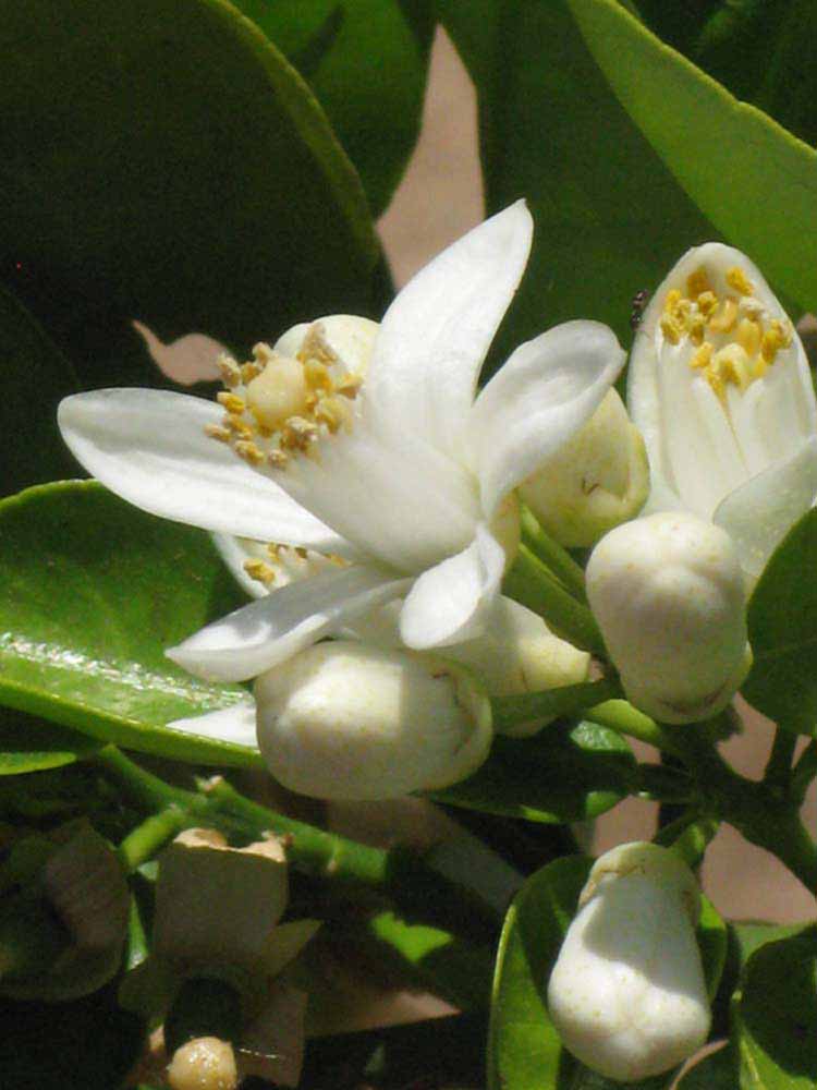              Flower (Riverside, CA)       